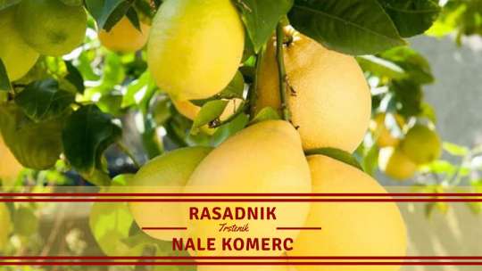 Rasadnik Nale Komerc Trstenik (1)