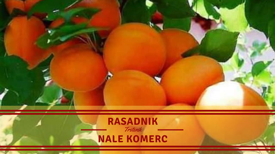 Rasadnik Nale Komerc Trstenik (3)