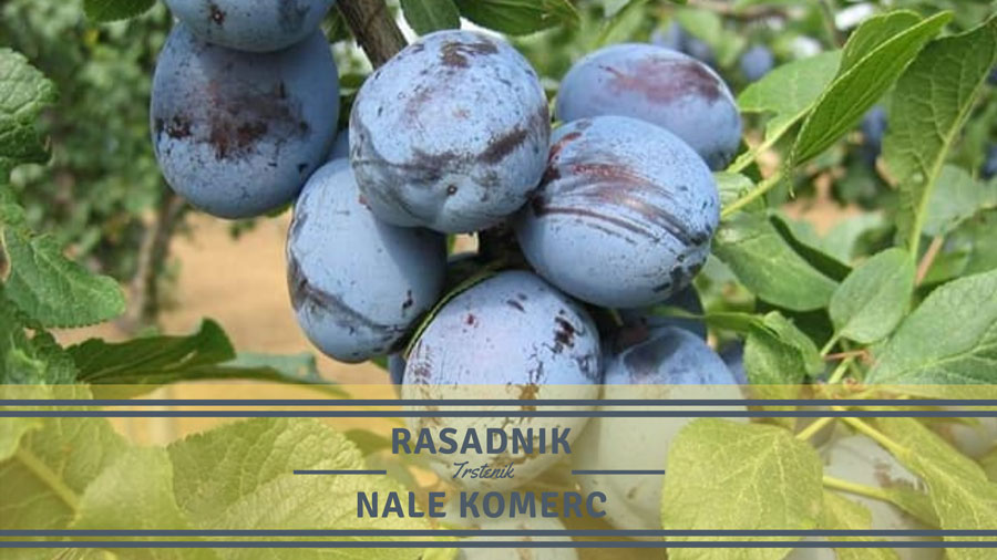 Rasadnik Nale Komerc Trstenik (4)