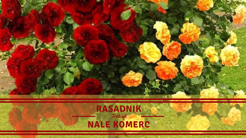 Rasadnik Nale Komerc Trstenik (5)